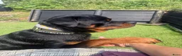 Rottweiler dogs for sale: Rottweiler Apollo 10 month old in Derby - Advert 2