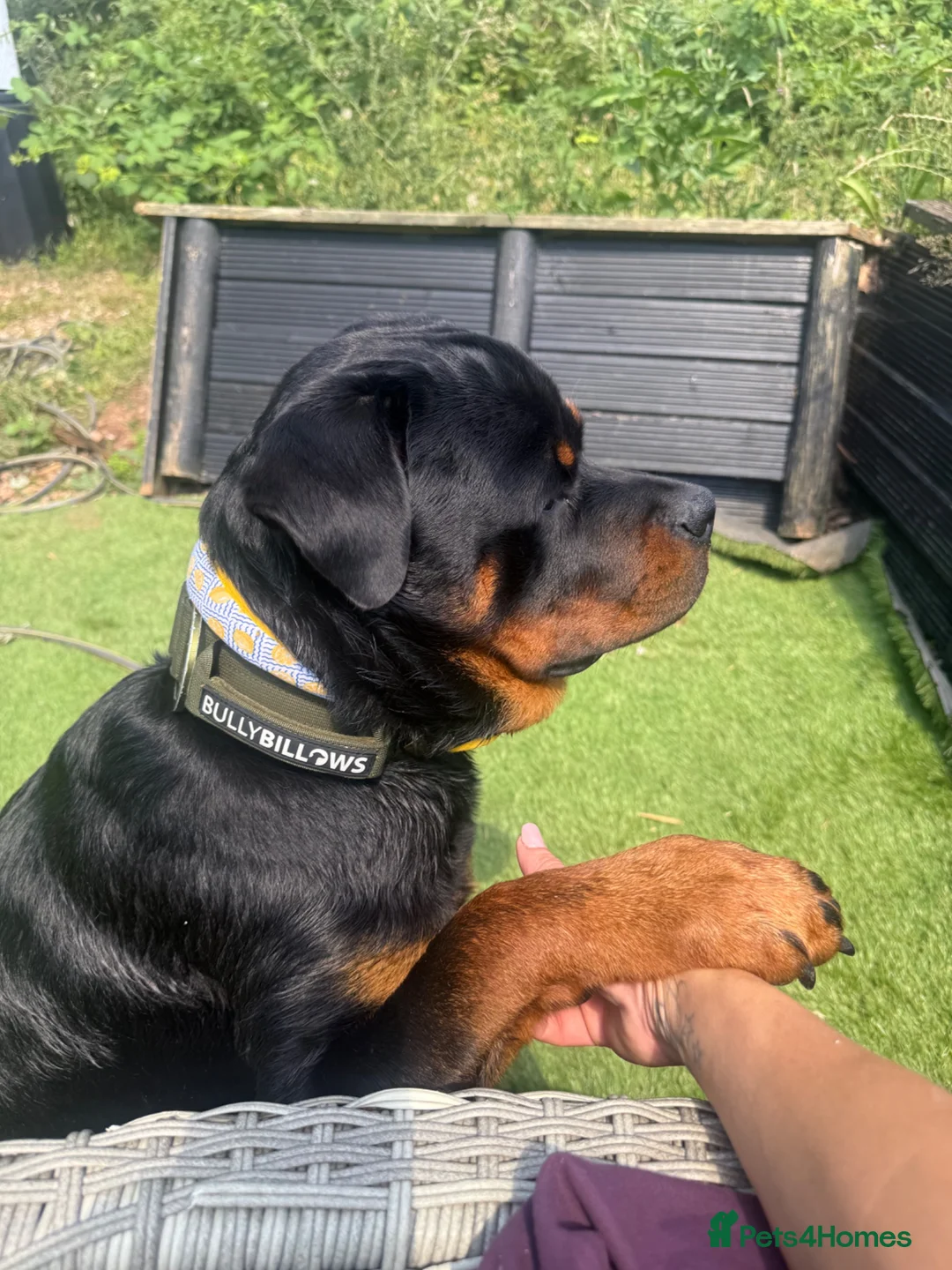Rottweiler dogs for sale: Rottweiler Apollo 10 month old in Derby - Advert 2