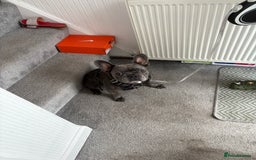 French Bulldog dogs for sale: French Bulldog Rocco - Image 2