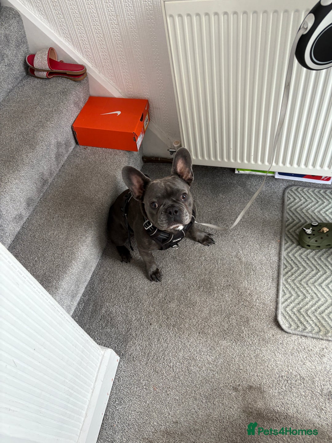 French Bulldog dogs for sale: French Bulldog Rocco - Image 2
