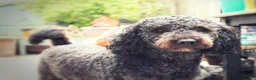 Labradoodle dogs for sale: Exceptional F7 Australian Double Doodle Puppies - Advert 9