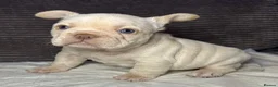 French Bulldog dogs for sale: French bulldog puppies Ready Now! - Advert 23