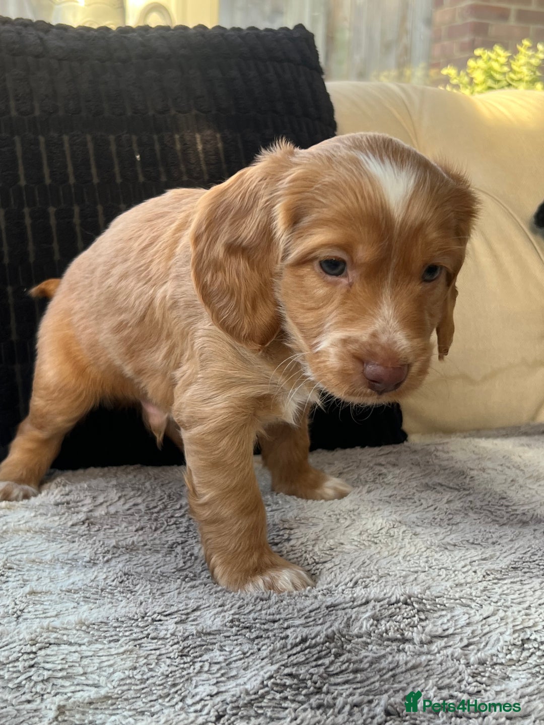 Cockapoo dogs for sale: Exceptional Cockapoo puppies 🐶  - Advert 5