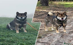 Japanese Shiba Inu dogs for stud: Handsome BOY ready for STUD duties  - Advert 4