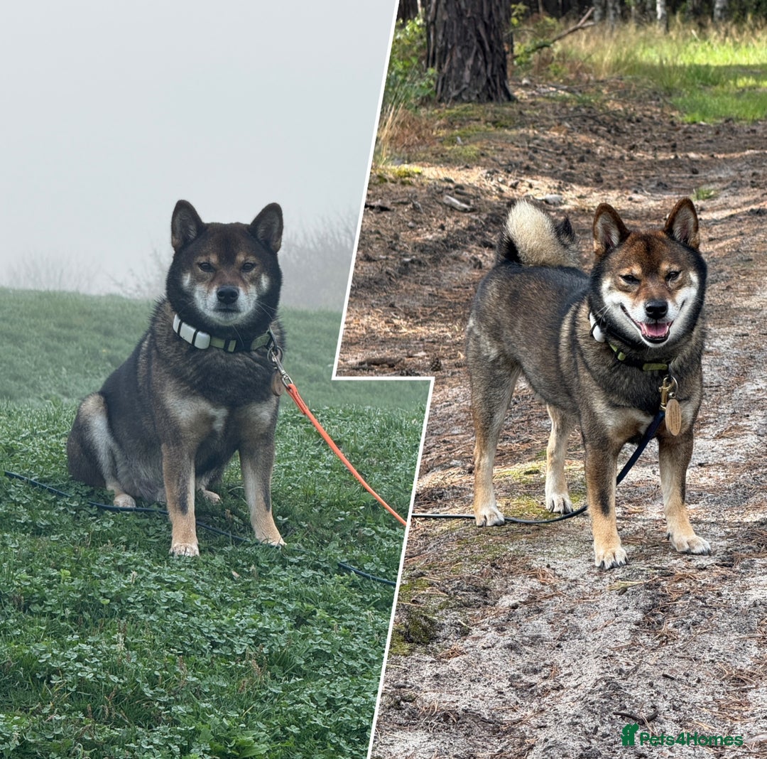 Japanese Shiba Inu dogs for stud: Handsome BOY ready for STUD duties  - Advert 4