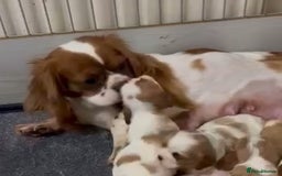 Cavalier King Charles Spaniel dogs for sale: BEAUTIFUL CAVALIER PUPPIES READY TO LEAVE! - Image 15