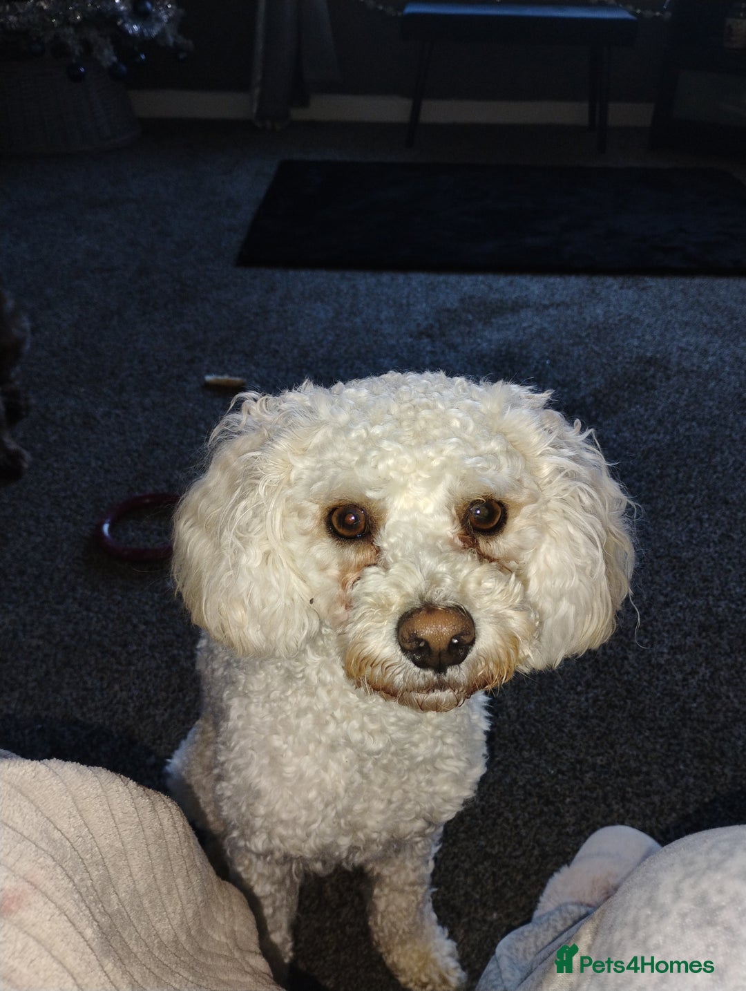 Mixed Breed dogs for stud: Dog for stud - Advert 1