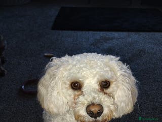 Mixed Breed dogs Dog for stud - Advert 2