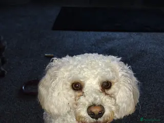 Mixed Breed dogs Dog for stud - Advert 22