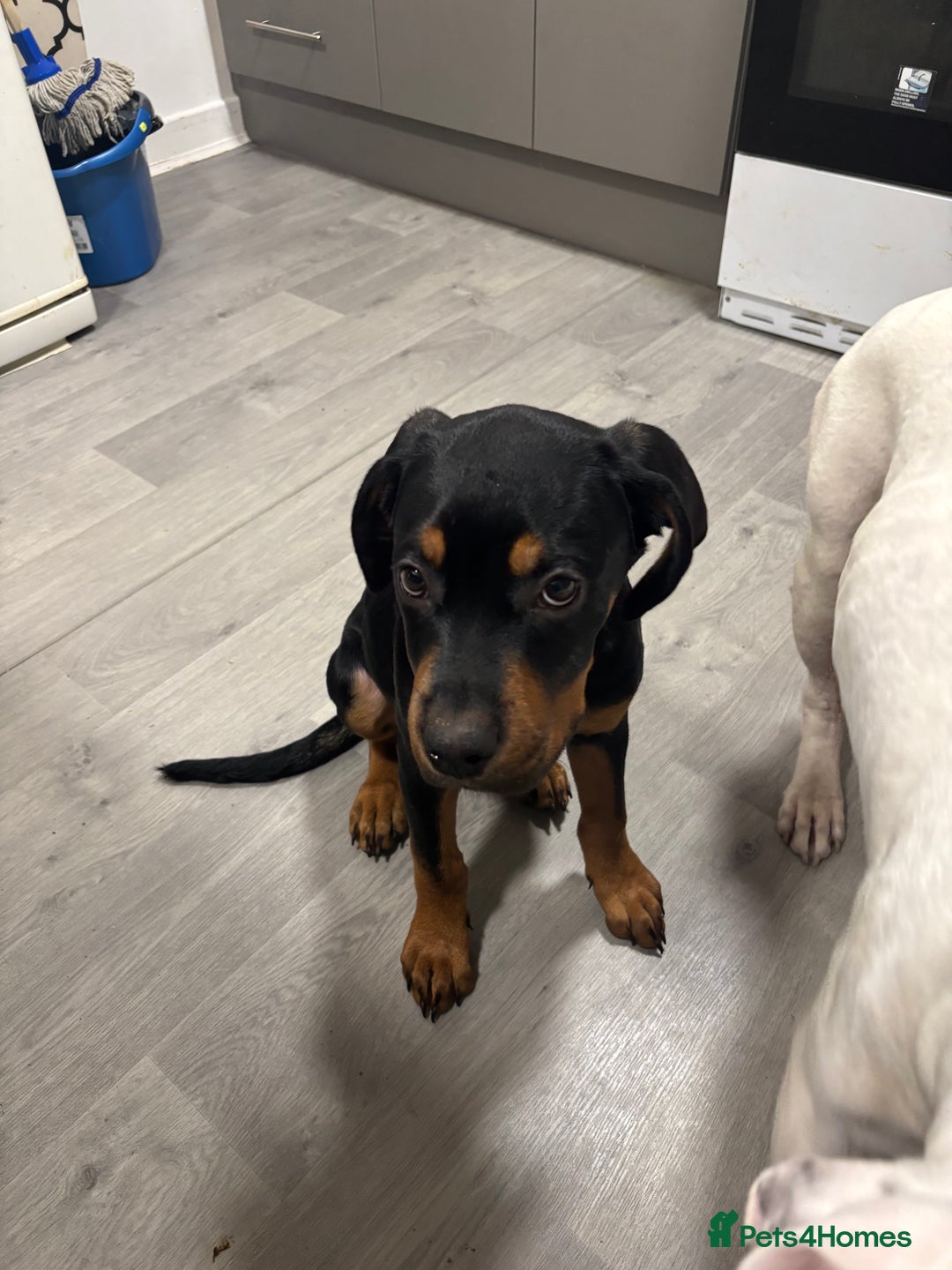 Mixed Breed dogs for sale: Cane corso x rotti - Advert 6