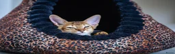 Abyssinian cats for sale: Pure Silver Abyssinian Champion Lines 🏆 Tica - Advert 2