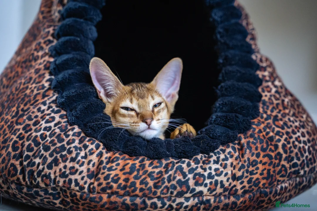 Abyssinian cats for sale: Pure Silver Abyssinian Champion Lines 🏆 Tica - Advert 2