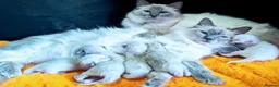 Ragdoll cats for sale: Ready for New Homes. Tortie and tabby ragdolls - Advert 8