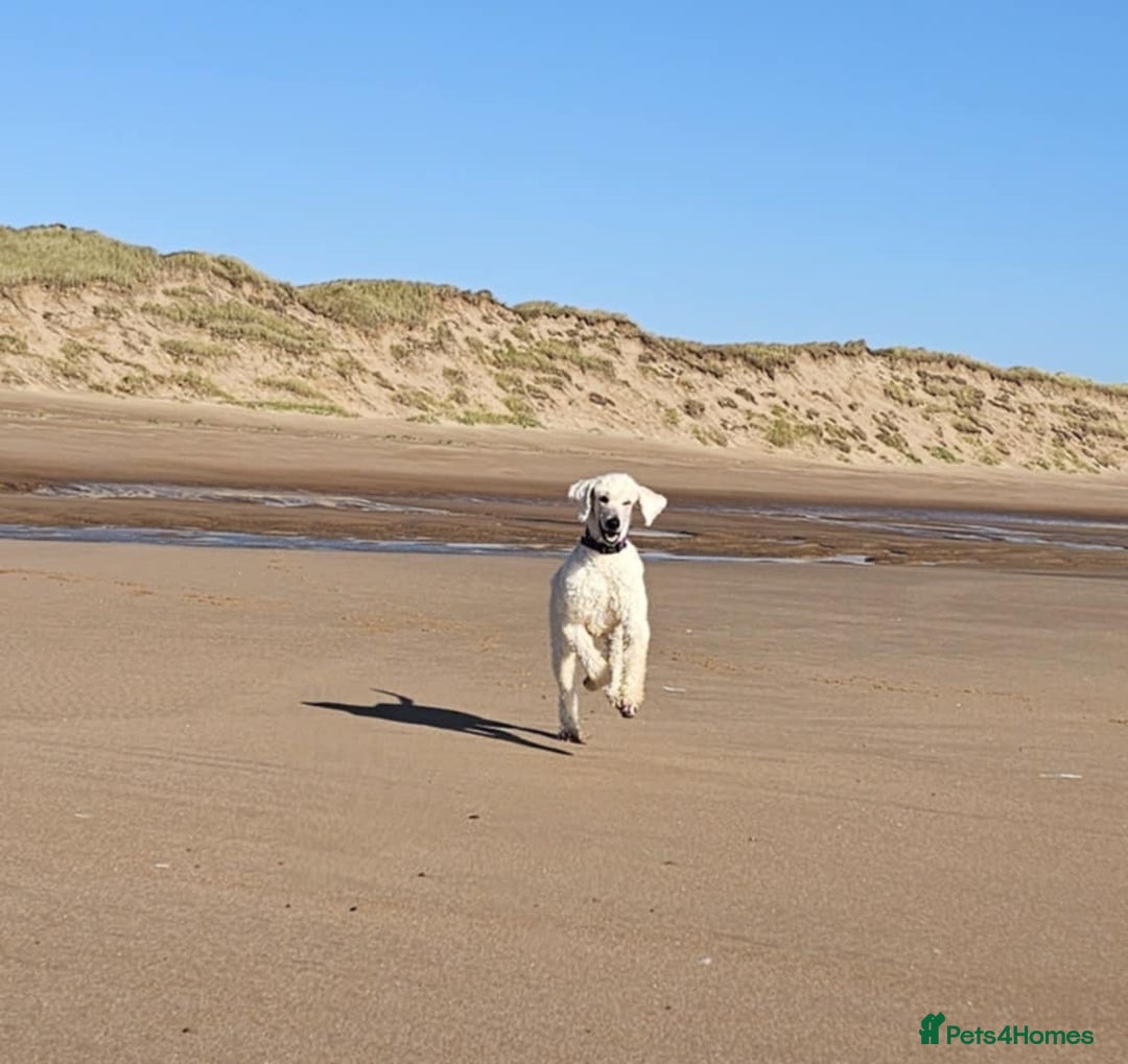 Bernedoodle dogs for sale: Tri F1 Bernedoodle pups expected  - Advert 4