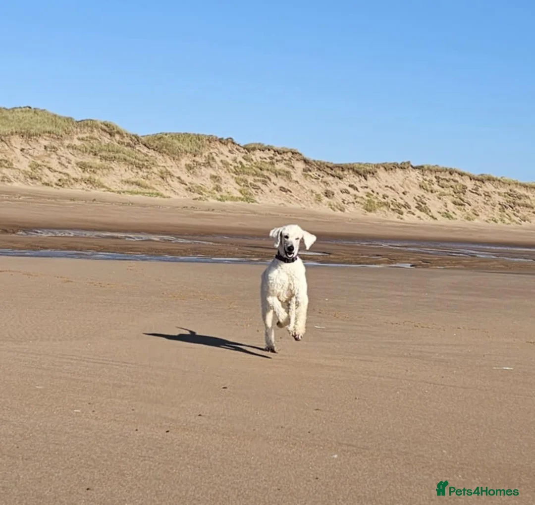 Bernedoodle dogs for sale: All currently reserved! Quality F1Bernedoodle pups - Advert 16