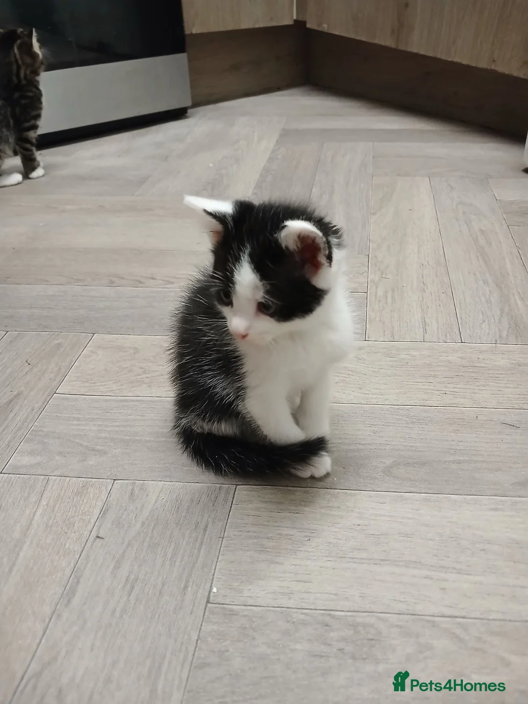 Mixed Breed cats for sale: 1 kittens left - Advert 9