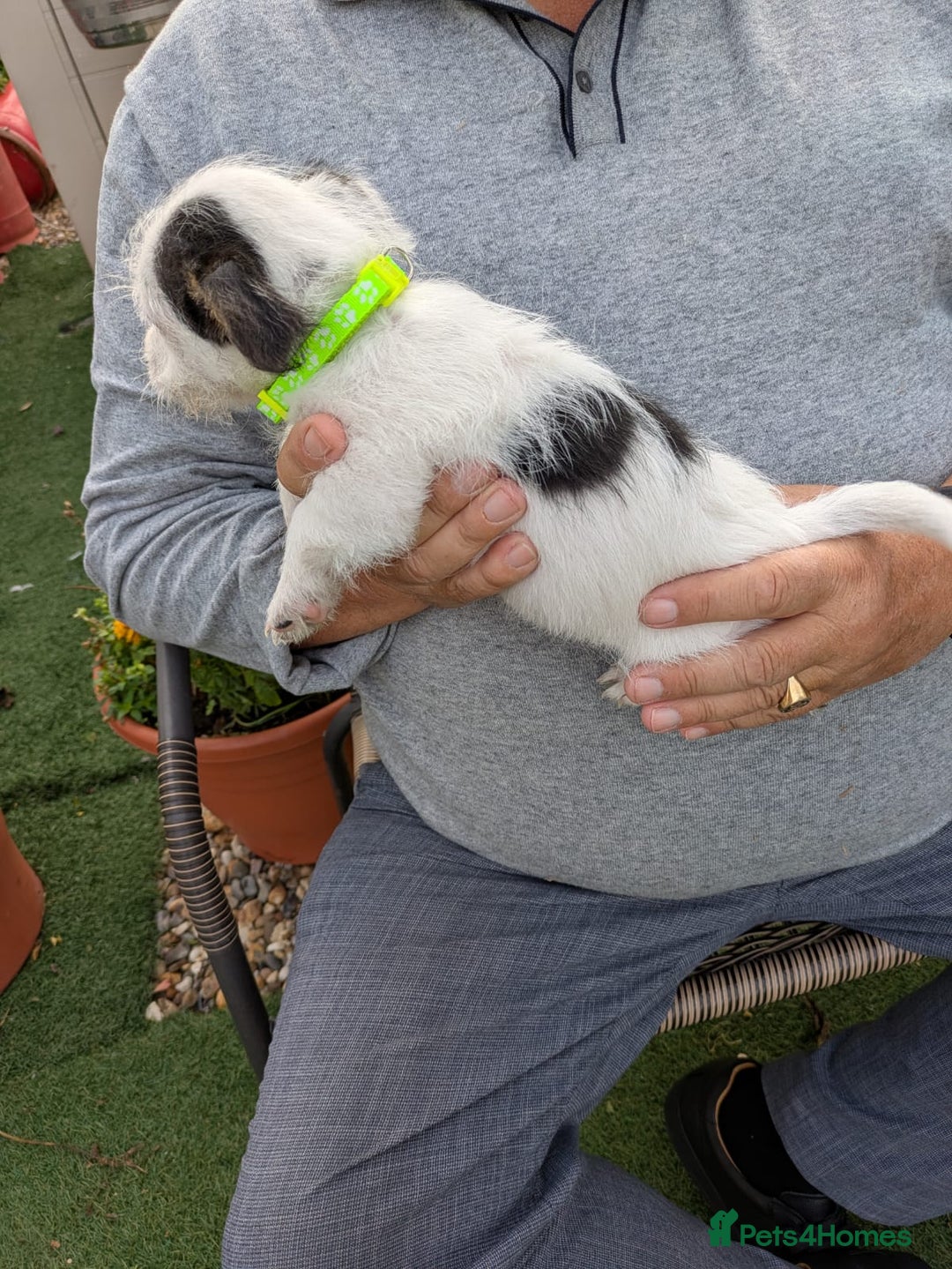 Jack Russell dogs for sale: Jack Russel puppies  - Image 8