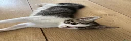 Aegean cats for sale: Greek Aegan Kittens , 6 boys and 1 beautiful girl  - Advert 6