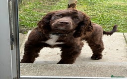 Cocker Spaniel dogs for sale: 6 month old male cocker spaniel  - Image 4
