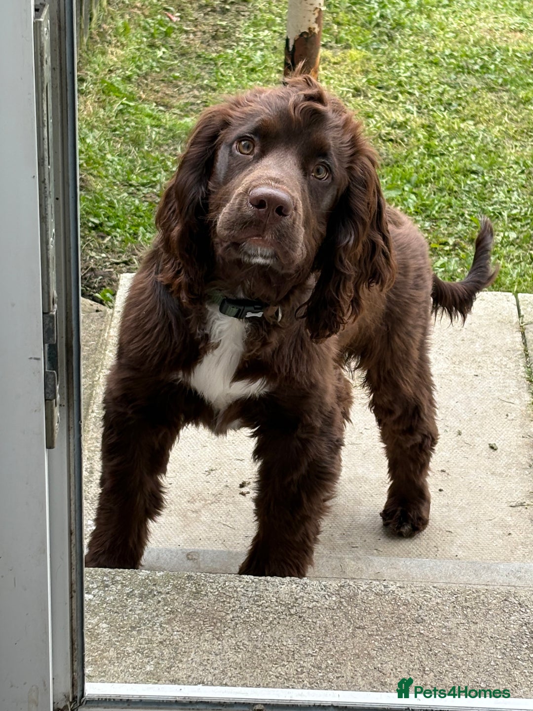 Cocker Spaniel dogs for sale: 6 month old male cocker spaniel  - Image 4