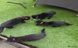 Mixed Breed cats for sale: 6 beautiful kittens for sale - Image 4