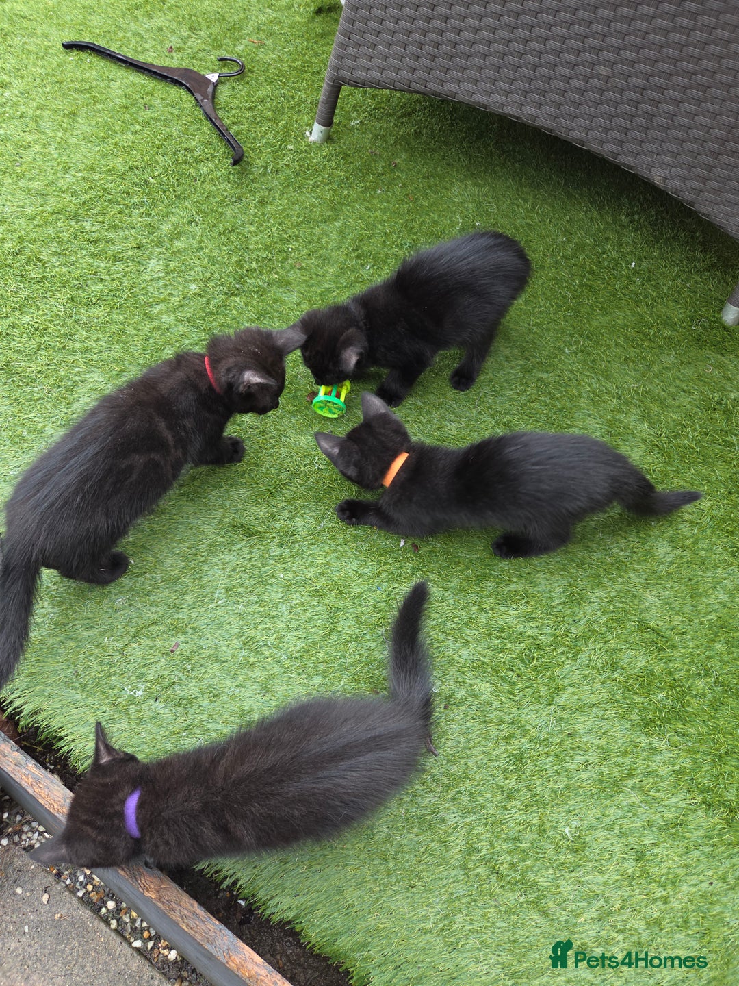 Mixed Breed cats for sale: 6 beautiful kittens for sale - Image 4