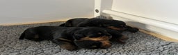 Rottweiler dogs for sale: Rottwieler pups kc registered - Advert 9