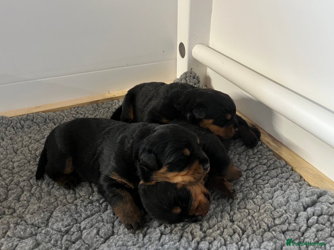 Rottweiler dogs for sale: Rottwieler pups kc registered - Advert 9