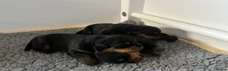Rottweiler dogs for sale: £1200 Rottwieler pups kcreg.1 girl left. Ready now - Advert 6