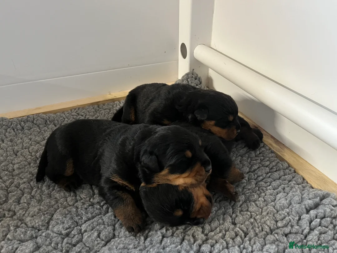 Rottweiler dogs for sale: £1200 Rottwieler pups kcreg.1 girl left. Ready now - Advert 6
