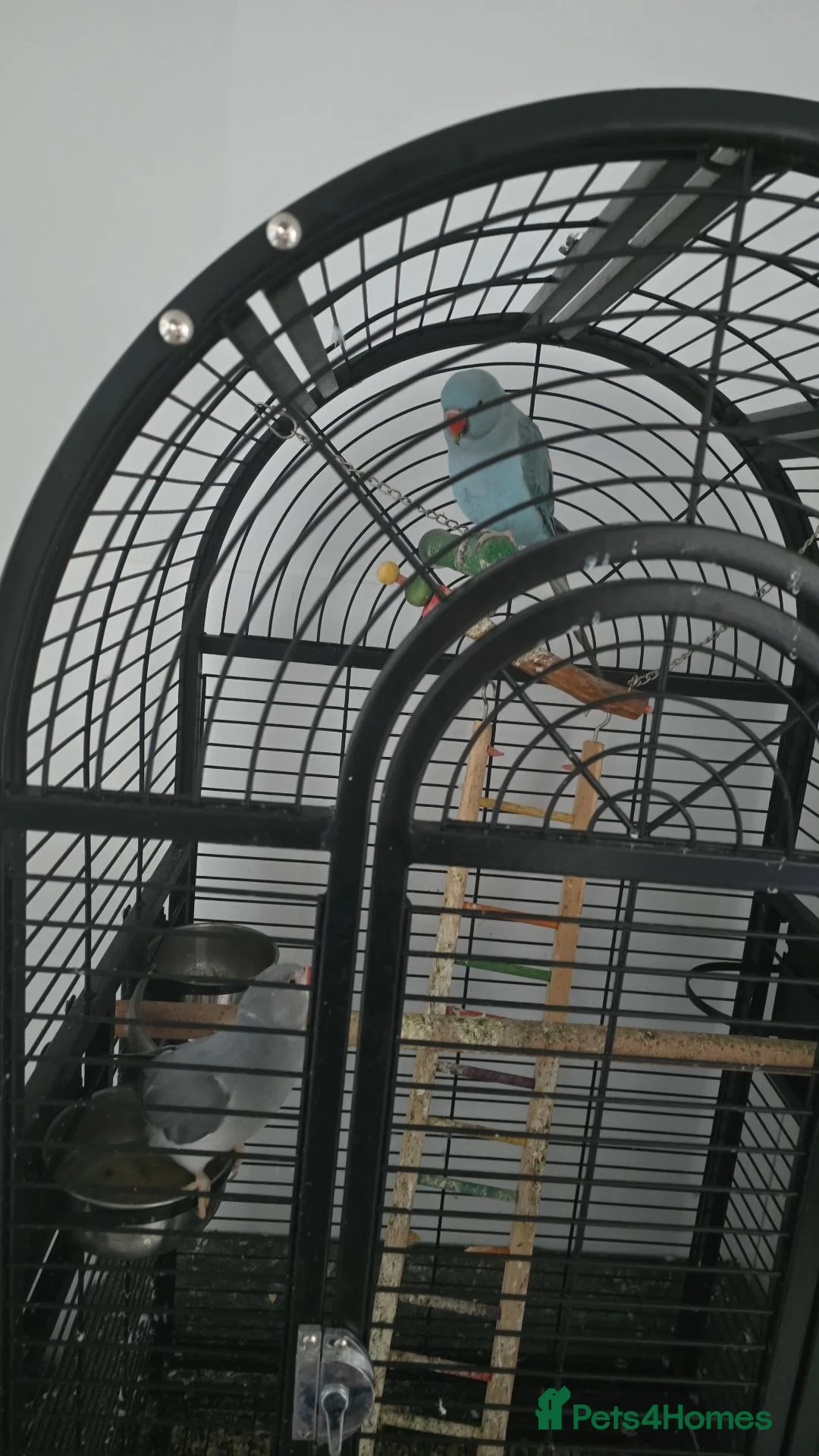 Parrots birds for sale: 2x indian ring neck parrots in Dewsbury - Advert 3