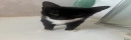 Domestic Shorthair cats for sale: KITTENS FREE in Mitcham - Advert 2