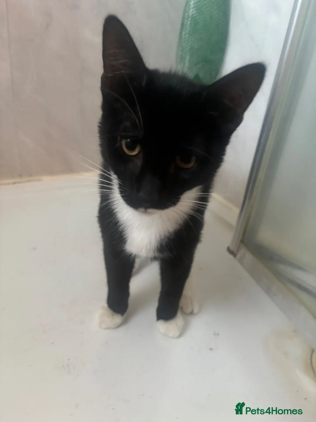 Domestic Shorthair cats for sale: KITTENS FREE in Mitcham - Advert 2