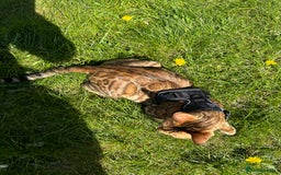 Bengal cats for sale: Beautiful TICA Registered Active Bengal female cat - Image 14