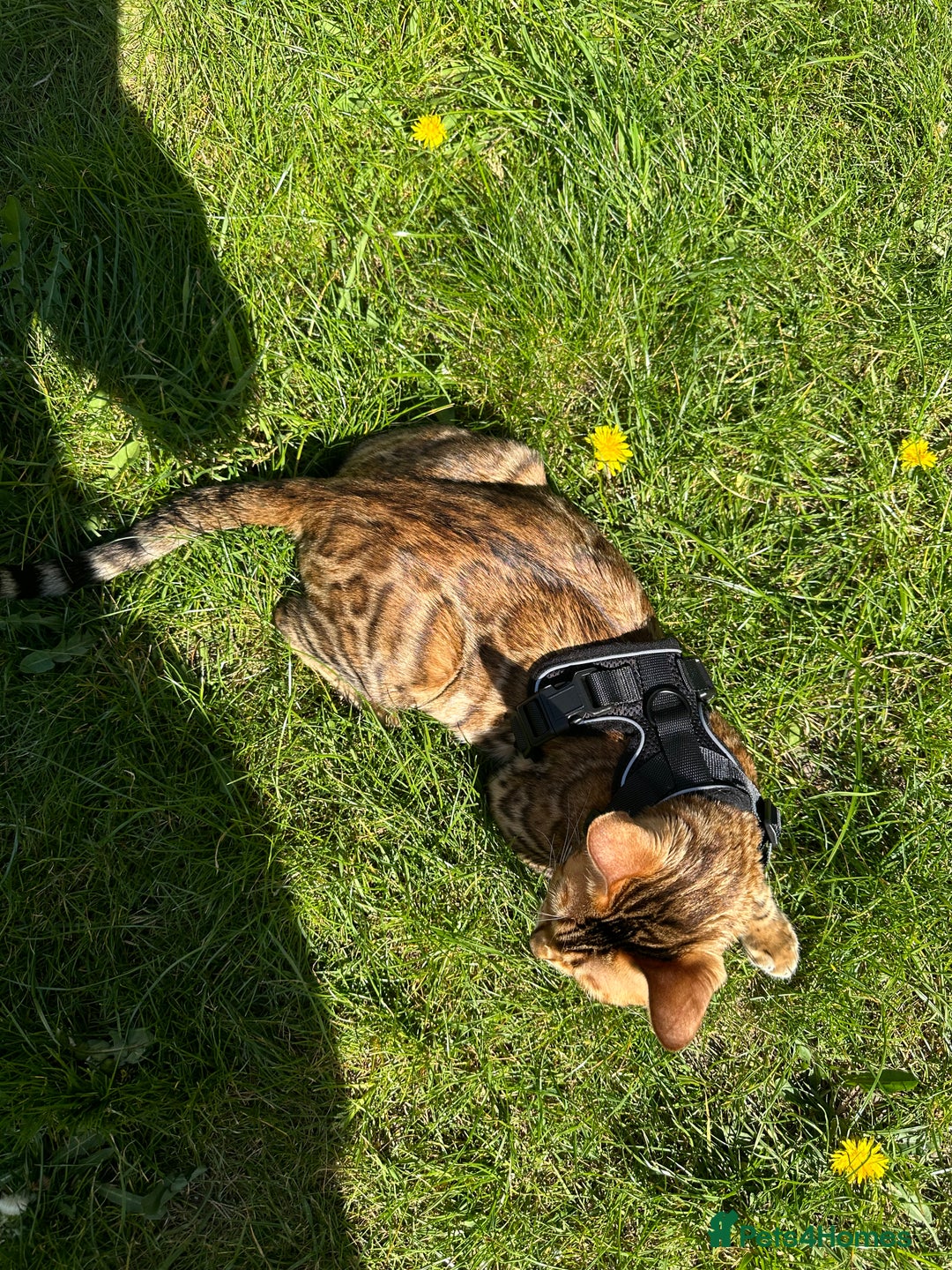 Bengal cats for sale: Beautiful TICA Registered Active Bengal female cat - Image 14