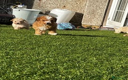 Cavapoo dogs for sale: Beautiful cavapoo puppies  - Image 23