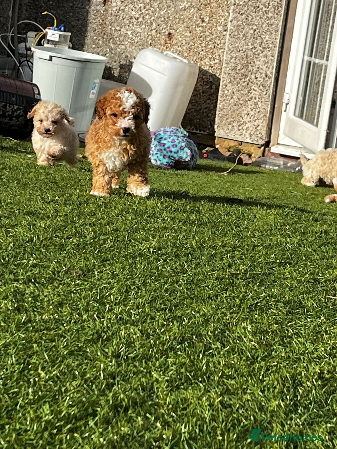 Cavapoo dogs for sale: Beautiful cavapoo puppies  - Image 23