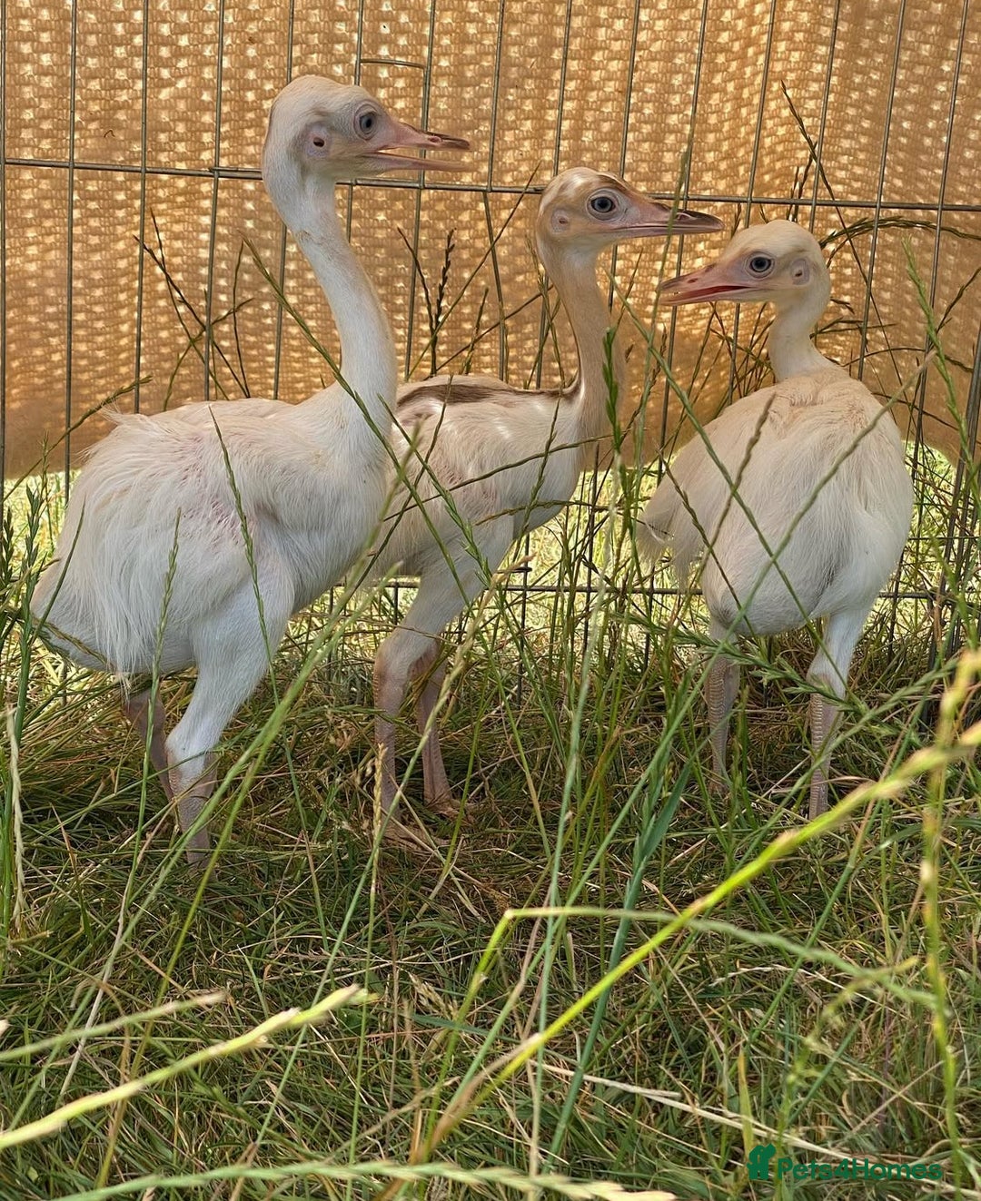 Mixed Breed livestock for sale: White Rhea Chicks & Hatching Rhea Eggs - Image 15