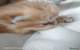 British Shorthair cats for sale: Stunning cute BSH golden black kitten female - Image 4