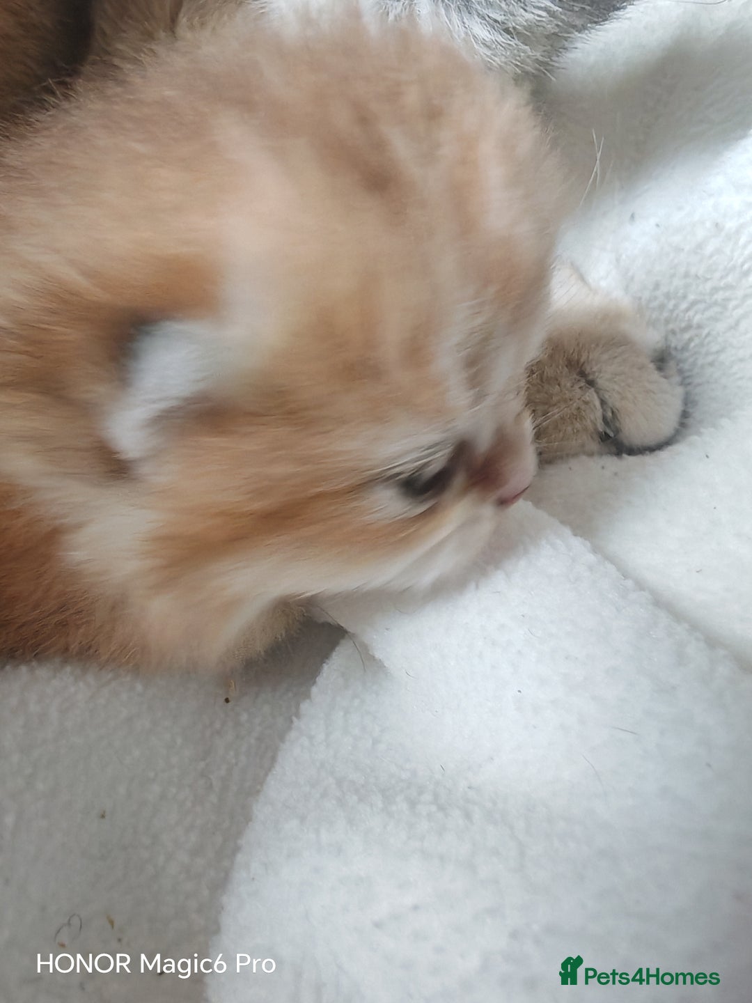 British Shorthair cats for sale: Stunning cute BSH golden black kitten female - Image 4