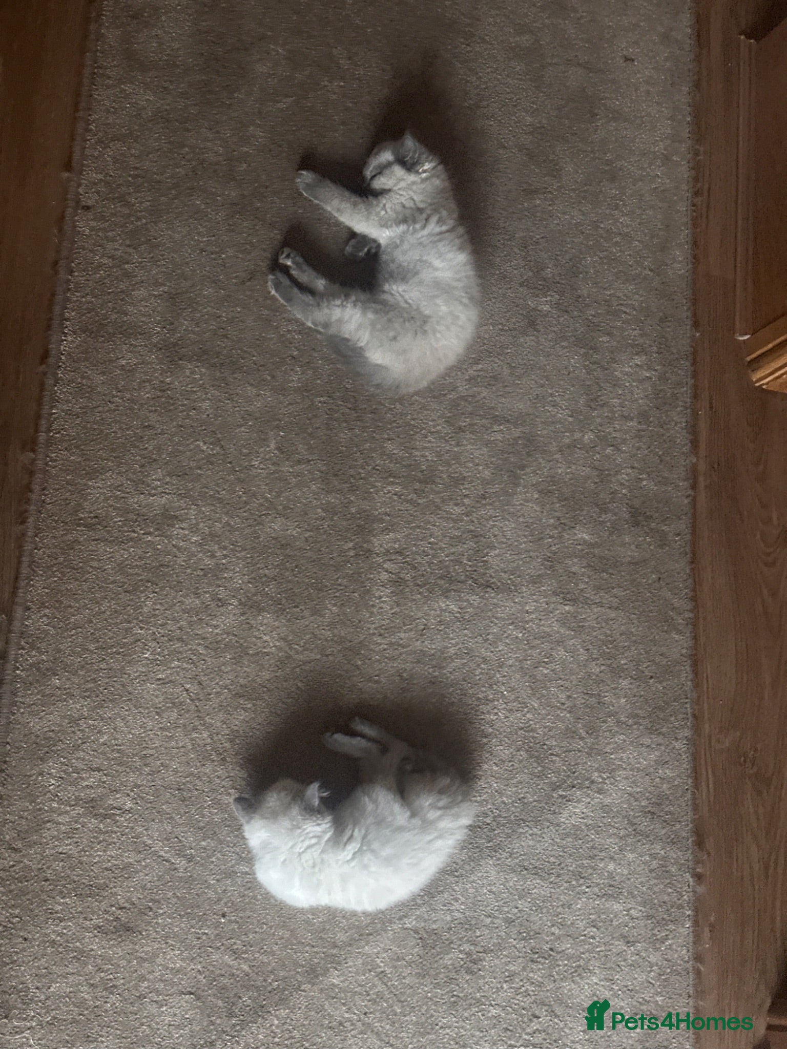 Ragdoll cats Beautiful ragdoll for sale last one  - Advert 2