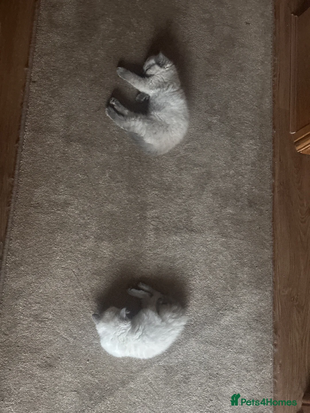 Ragdoll cats for sale: Beautiful ragdoll for sale last one  - Advert 2
