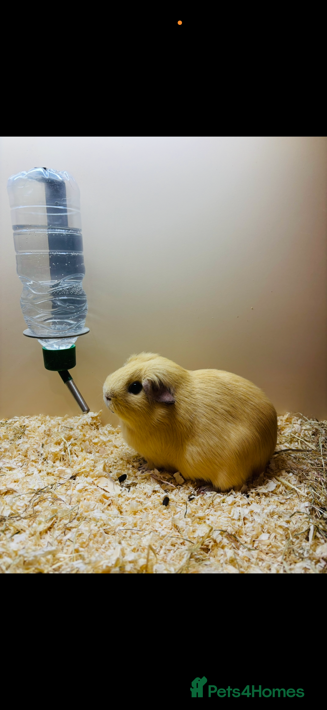 Guinea Pig rodents for sale: Two guinea pigs for sale - Advert 1