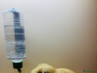 Guinea Pig rodents Two guinea pigs for sale - Advert 1