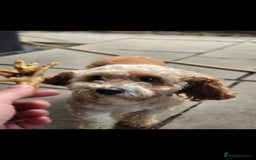 Cavapoo dogs for sale: Cavapoo female - Image 8