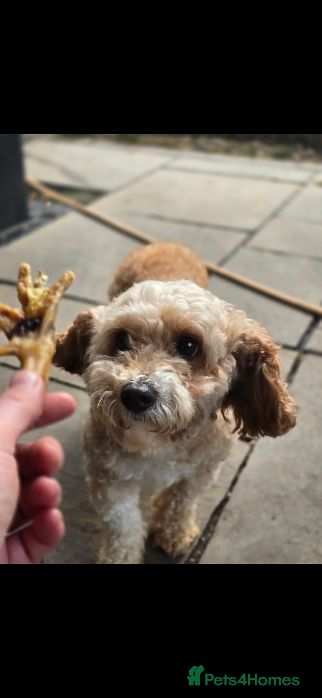 Cavapoo dogs for sale: Cavapoo female - Image 8