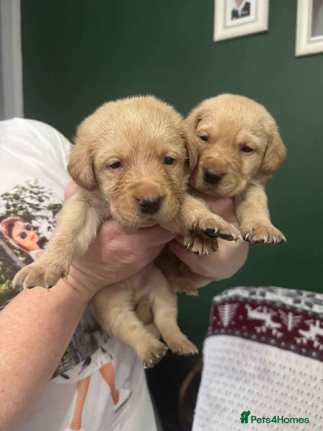 Labrador Retriever dogs for sale: Stunning litter of 9 golden labradors  - Advert 11