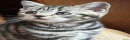 British Shorthair cats for sale: British Shorthair Silver Tabby & Chocolate Tabby - Advert 16