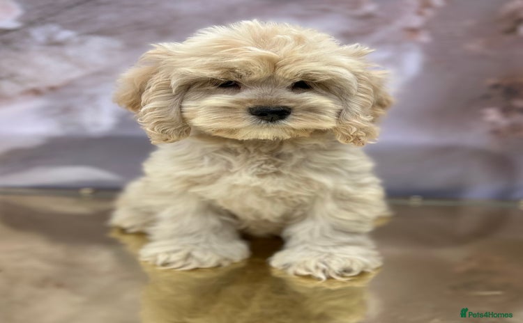 Cockapoo dogs - Advert 14