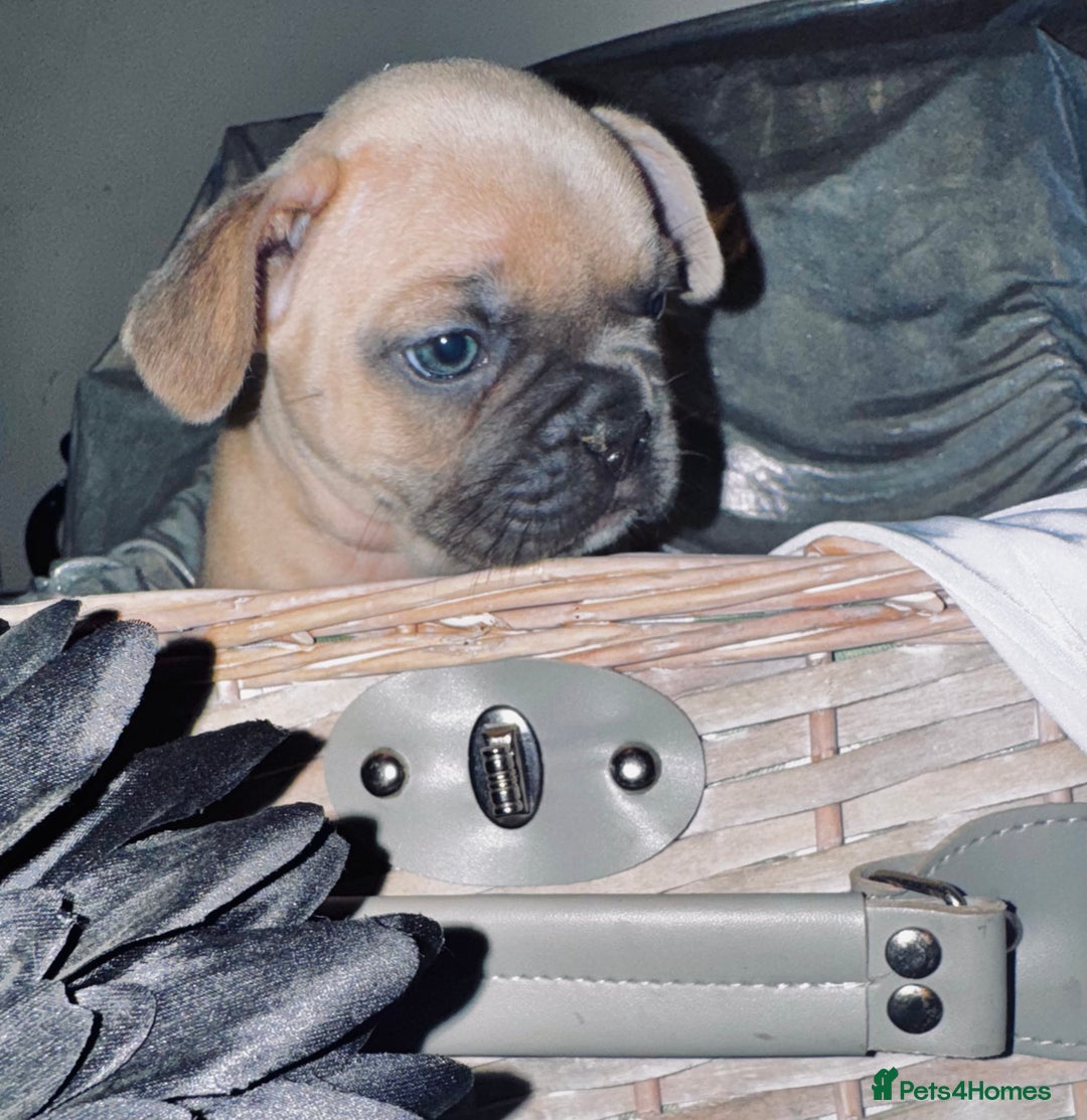 French Bulldog dogs for sale: French Bulldogs  - Image 24